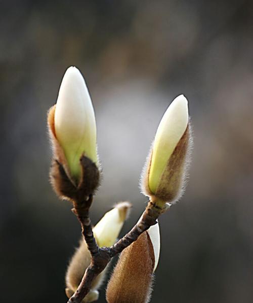 玉兰花的寓意与象征（玉兰花的花语及其文化内涵）