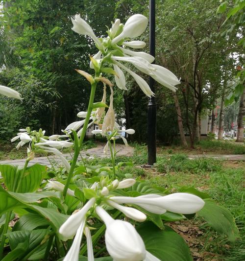 以玉簪花的花语是什么（探寻玉簪花的内涵与象征）