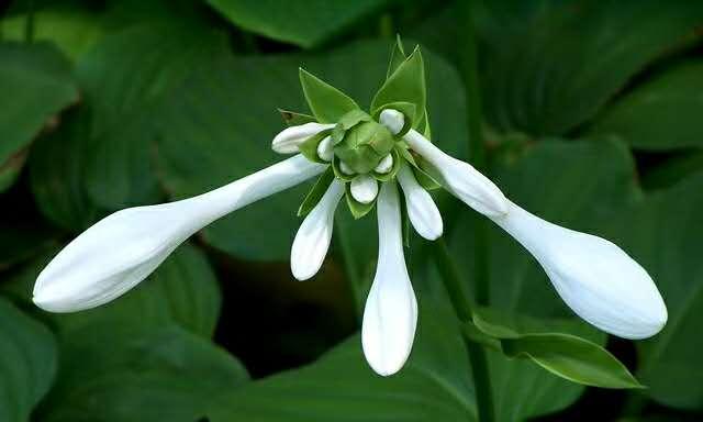 以玉簪花的花语是什么（探寻玉簪花的内涵与象征）