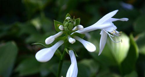 玉簪花（探寻玉簪花的文化内涵与象征意义）