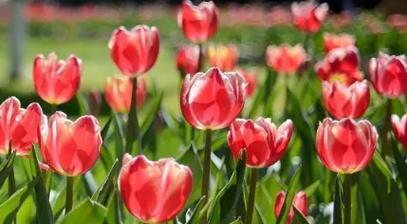 紫色郁金香花语与寓意——昂贵、神秘与尊贵（传递奢华与神秘的紫色郁金香花语）