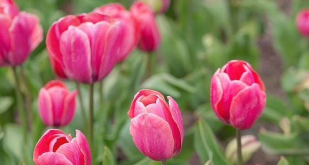 《郁金香花语与其代表的意义》（探索郁金香花的神秘之语，感悟生活的丰富内涵）