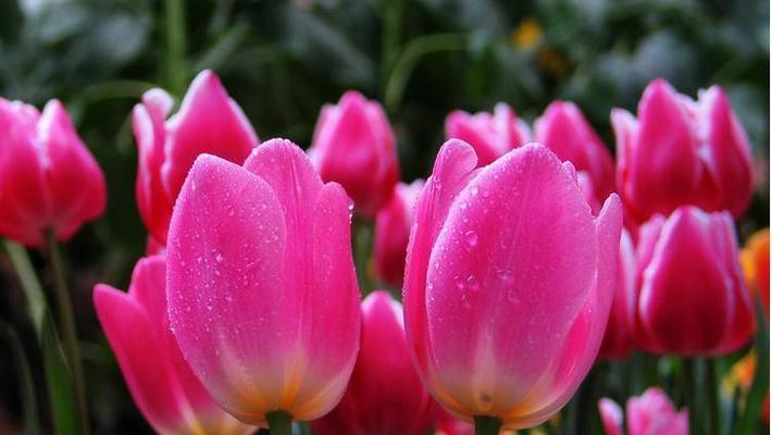 郁金香花语及其象征意义（探索郁金香的花语及其文化内涵）