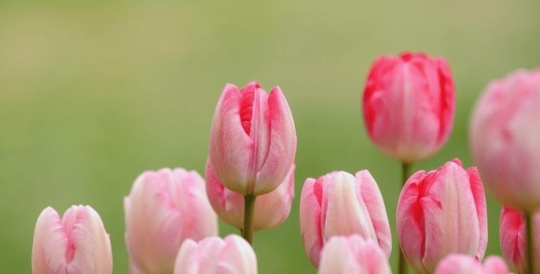 郁金香的花语与送花数目（揭示郁金香花语的神秘面纱）