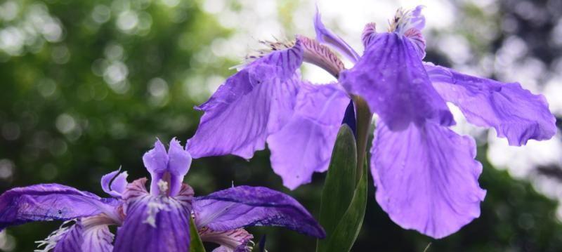 紫色鸢尾花的花语与意义（探索紫色鸢尾花的独特语言）