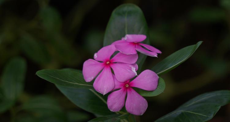 长春花花语（传承着情感的花朵，长春花）