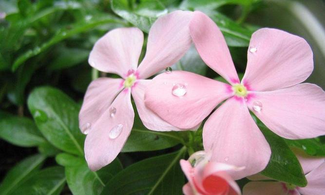 探寻长春花的花语之意（长春花的神秘象征及寓意解读）