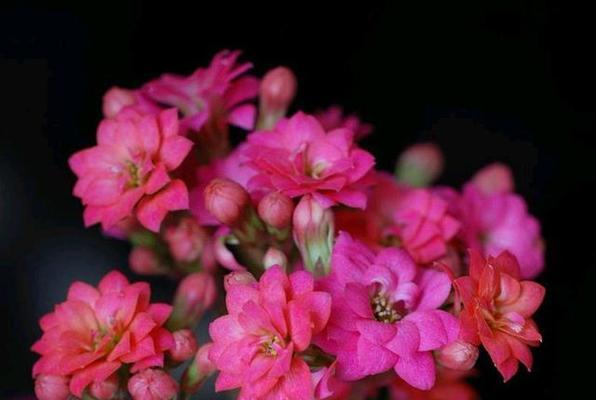 长寿花切花——延续生命之美（一朵花，千年生命的延续之旅）