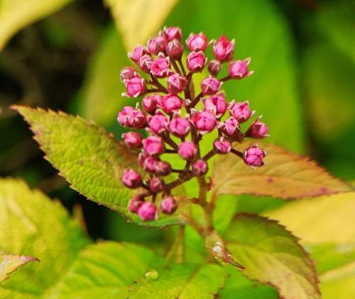 珍珠梅花（探寻珍珠梅花所蕴含的深刻内涵）