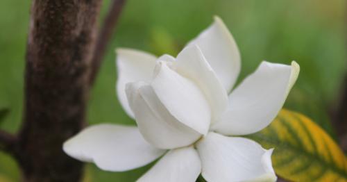 栀子花的花语与含义（探究栀子花的象征意义，了解栀子花花语的文化内涵）