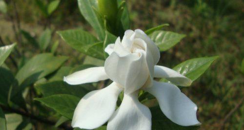 栀子花的花语和意义（探索栀子花背后的美丽寓意）