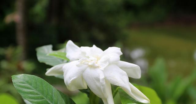 栀子花开（以栀子花开的寓意与象征意义）