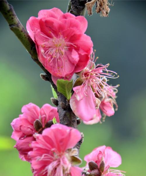 竹夹桃花的花语与含义（唤醒心中的美丽与希望）
