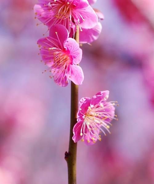 竹夹桃花的花语与含义（唤醒心中的美丽与希望）