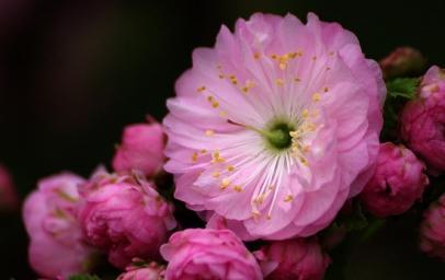 竹夹桃花的花语与含义（唤醒心中的美丽与希望）