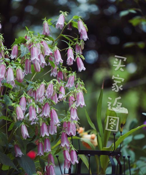 紫斑风铃草的花语之美（探秘紫斑风铃草的花语与意义）