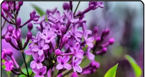 紫丁香的花语及其象征意义（传递美丽与希望的紫丁香）