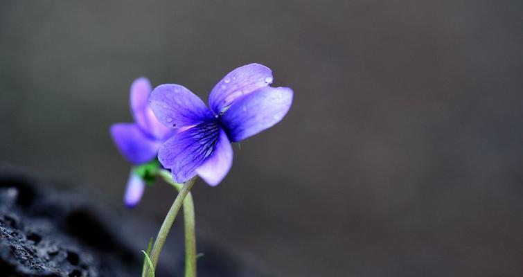 紫花地丁的花语与寓意（探索紫花地丁的意义与象征）