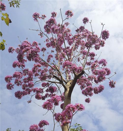 紫花风铃木的花语与意义（探寻紫花风铃木的神秘之花）