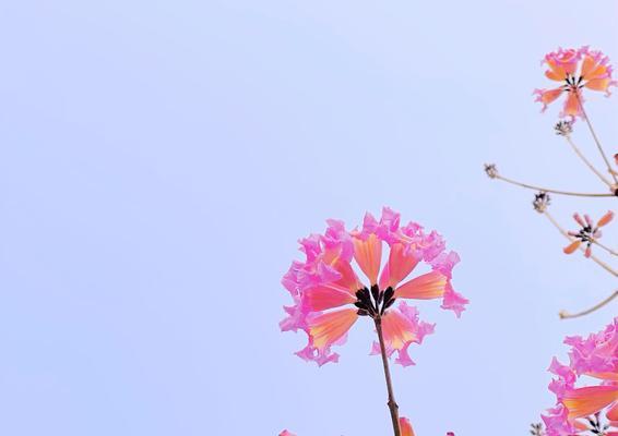 紫花风铃木的花语与意义（探寻紫花风铃木的神秘之花）