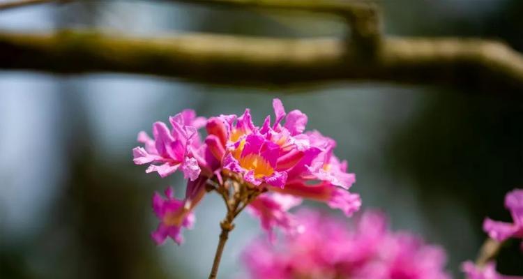 紫花风铃木的花语与意义（探寻紫花风铃木的神秘之花）