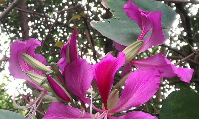 紫荆花的寓意与花语（探索紫荆花的深层意义，了解它的花语和象征意义）