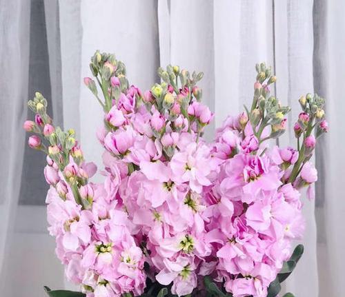 紫罗兰花语的意义及适合送给的人群（探索紫罗兰花语，用花传达情谊与祝福）