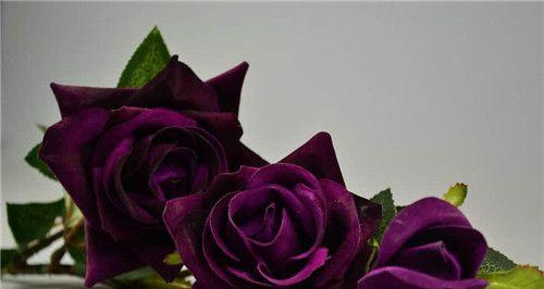 紫玫瑰花语的含义（探究紫玫瑰的象征意义与传承）