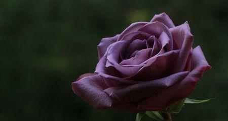 紫玫瑰花语的含义（探究紫玫瑰的象征意义与传承）