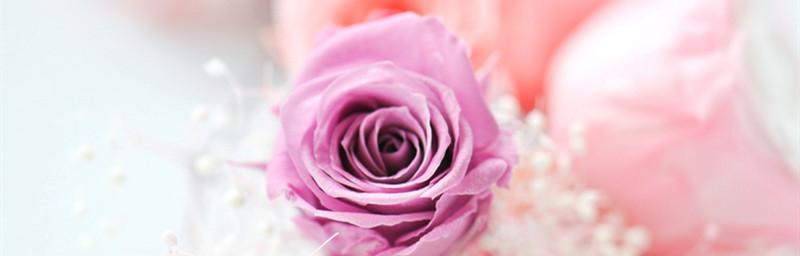 紫玫瑰的花语与寓意（探寻紫玫瑰的神秘之美）