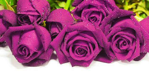 紫玫瑰花的意义与象征（探寻紫玫瑰的秘密）