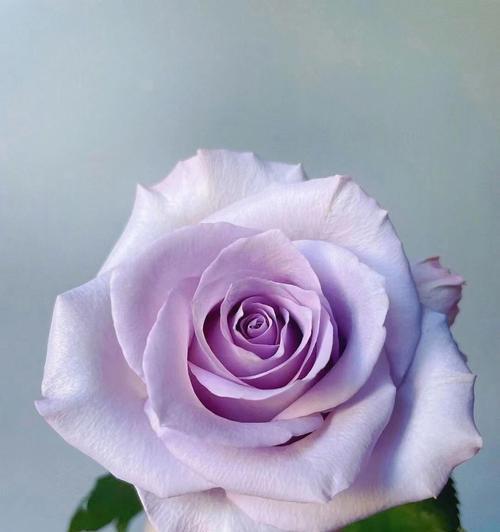 紫玫瑰花的意义与象征（探寻紫玫瑰的秘密）