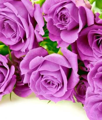紫玫瑰花语与传说（紫玫瑰传递的神秘信息）