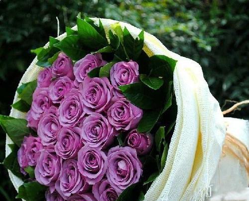 探寻紫玫瑰的花语（解读花开的秘密，了解紫玫瑰的含义）
