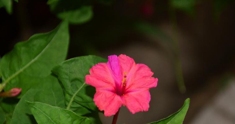 紫茉莉花语的含义——花开寓意幸福与希望（探寻紫茉莉花所传递的神秘信息）