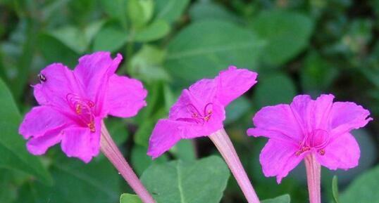 紫茉莉花语的含义——花开寓意幸福与希望（探寻紫茉莉花所传递的神秘信息）
