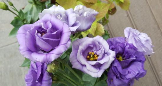 紫色花卉的美丽与花语（探索紫色花卉世界，解读花语之美）