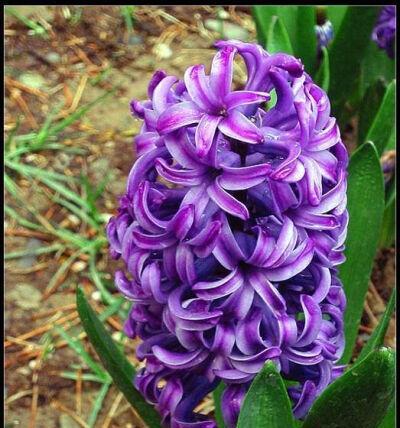 紫色花语与其深层含义（探究紫色花朵的象征意义及其在不同文化中的重要性）