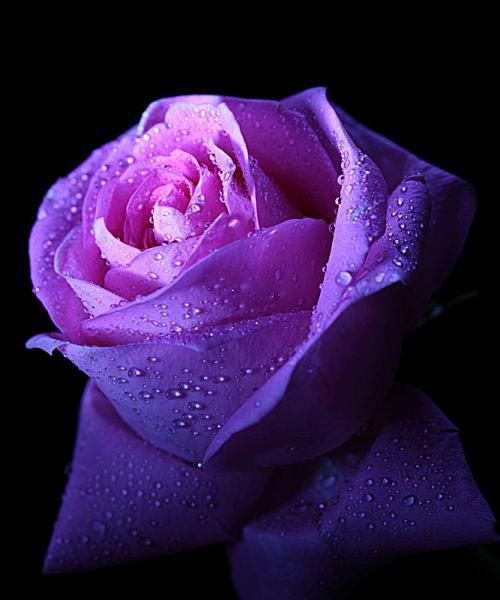 紫色玫瑰花的深远寓意（揭示紫色玫瑰的心灵秘密）