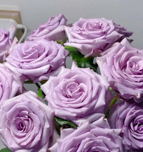 紫色玫瑰花的深远寓意（揭示紫色玫瑰的心灵秘密）