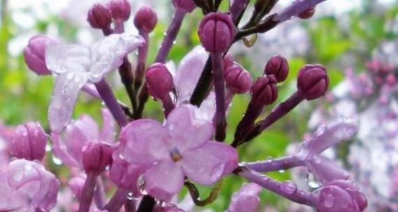 紫色丁香花语的深刻含义（传递祝福和温馨的花朵，了解丁香花语的不同解读）