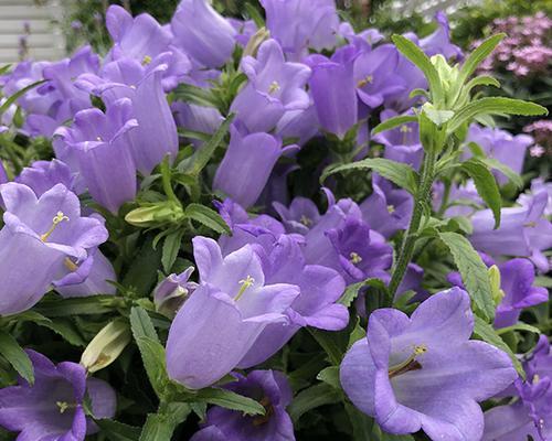 紫色风铃草的花语及其象征意义（探寻紫色风铃草的花语，并了解其象征意义）