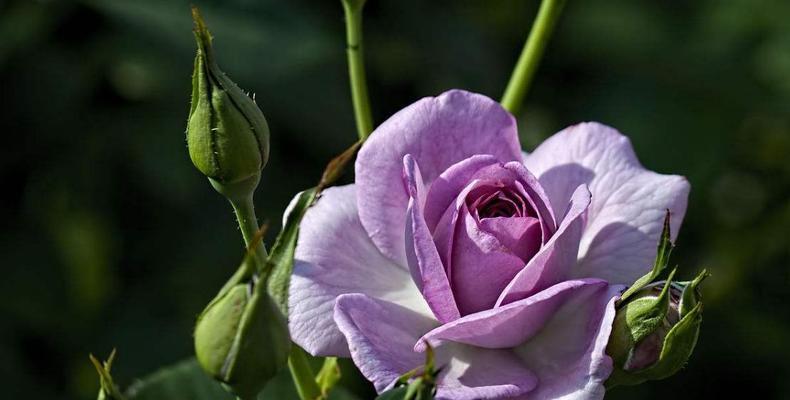 紫色康乃馨的花语与寓意（探寻紫色康乃馨的意义和象征）