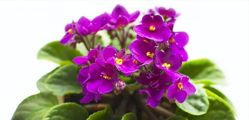 紫色马蹄莲花语——美丽与祝福（马蹄莲花的花语及传说故事）