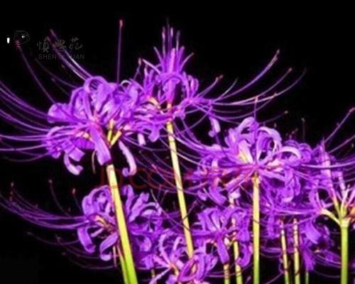 紫色曼陀罗花的花语之谜（解读紫色曼陀罗花的神秘讯息）