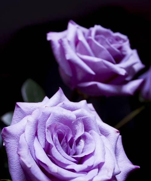紫色玫瑰的象征意义（探索紫色玫瑰背后的深刻寓意）