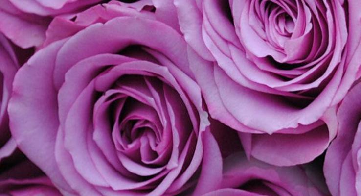 紫色玫瑰的象征意义（探索紫色玫瑰背后的深刻寓意）