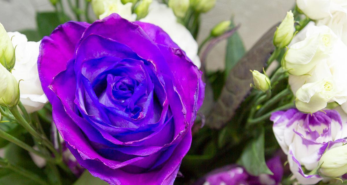 紫色玫瑰的意义与象征（探索紫色玫瑰背后的情感与传说）