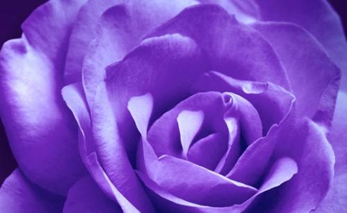 紫色玫瑰的意义与象征（探索紫色玫瑰背后的情感与传说）
