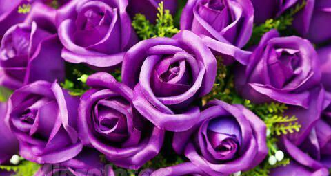 紫色玫瑰的花语（探寻紫色玫瑰的意义与象征）